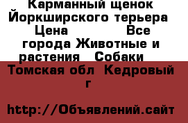 Карманный щенок Йоркширского терьера › Цена ­ 30 000 - Все города Животные и растения » Собаки   . Томская обл.,Кедровый г.